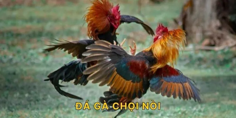 Đá Gà Chọi Nòi - Sân Chơi Hấp Dẫn Nhất AE88 Hiện Nay