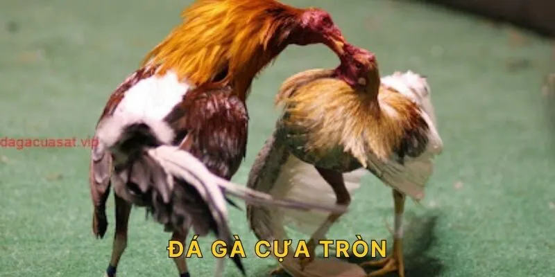 Đá Gà Cựa Tròn – Đấu Trường Rực Lửa Cùng AE88