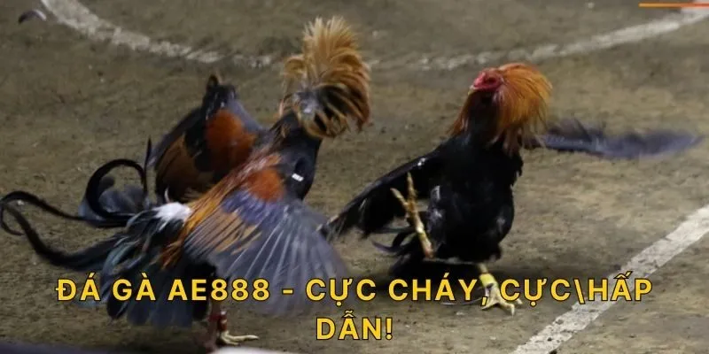 Đá gà AE888 - Cực cháy, cực hấp dẫn!